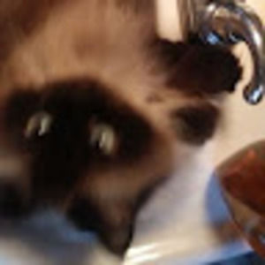 Meet your Posher, Brooks